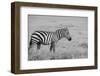 Africa, Kenya, Ol Pejeta Conservancy. Bruchell's zebra in grassland habitat,-Cindy Miller Hopkins-Framed Photographic Print