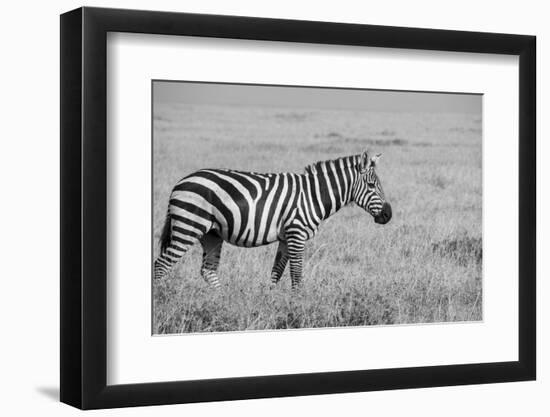 Africa, Kenya, Ol Pejeta Conservancy. Bruchell's zebra in grassland habitat,-Cindy Miller Hopkins-Framed Photographic Print