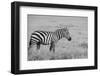 Africa, Kenya, Ol Pejeta Conservancy. Bruchell's zebra in grassland habitat,-Cindy Miller Hopkins-Framed Photographic Print