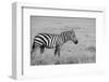 Africa, Kenya, Ol Pejeta Conservancy. Bruchell's zebra in grassland habitat,-Cindy Miller Hopkins-Framed Photographic Print
