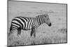 Africa, Kenya, Ol Pejeta Conservancy. Bruchell's zebra in grassland habitat,-Cindy Miller Hopkins-Mounted Photographic Print