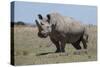 Africa, Kenya, Ol Pejeta Conservancy, critically endangered Northern white rhinos.-Cindy Miller Hopkins-Stretched Canvas