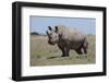 Africa, Kenya, Ol Pejeta Conservancy, critically endangered Northern white rhinos.-Cindy Miller Hopkins-Framed Photographic Print