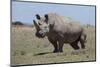 Africa, Kenya, Ol Pejeta Conservancy, critically endangered Northern white rhinos.-Cindy Miller Hopkins-Mounted Photographic Print