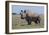 Africa, Kenya, Ol Pejeta Conservancy, critically endangered Northern white rhinos.-Cindy Miller Hopkins-Framed Photographic Print