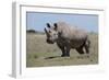 Africa, Kenya, Ol Pejeta Conservancy, critically endangered Northern white rhinos.-Cindy Miller Hopkins-Framed Photographic Print