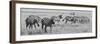 Africa, Kenya, Ol Pejeta Conservancy. Herd of Bruchell's zebra in grassland habitat.-Cindy Miller Hopkins-Framed Photographic Print