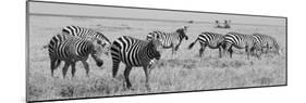 Africa, Kenya, Ol Pejeta Conservancy. Herd of Bruchell's zebra in grassland habitat.-Cindy Miller Hopkins-Mounted Photographic Print