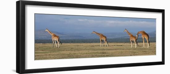 Africa, Kenya, Ol Pejeta Conservancy. Herd of Reticulated giraffe. Endangered species.-Cindy Miller Hopkins-Framed Photographic Print