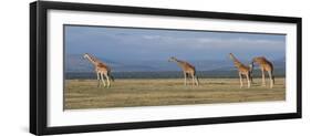 Africa, Kenya, Ol Pejeta Conservancy. Herd of Reticulated giraffe. Endangered species.-Cindy Miller Hopkins-Framed Photographic Print