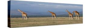 Africa, Kenya, Ol Pejeta Conservancy. Herd of Reticulated giraffe. Endangered species.-Cindy Miller Hopkins-Stretched Canvas
