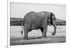 Africa, Kenya, Ol Pejeta Conservancy. Lone bull African elephant-Cindy Miller Hopkins-Framed Photographic Print