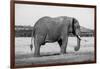 Africa, Kenya, Ol Pejeta Conservancy. Lone bull African elephant-Cindy Miller Hopkins-Framed Photographic Print