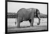 Africa, Kenya, Ol Pejeta Conservancy. Lone bull African elephant-Cindy Miller Hopkins-Framed Photographic Print