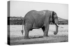 Africa, Kenya, Ol Pejeta Conservancy. Lone bull African elephant-Cindy Miller Hopkins-Stretched Canvas