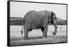 Africa, Kenya, Ol Pejeta Conservancy. Lone bull African elephant-Cindy Miller Hopkins-Framed Stretched Canvas