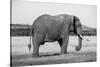 Africa, Kenya, Ol Pejeta Conservancy. Lone bull African elephant-Cindy Miller Hopkins-Stretched Canvas