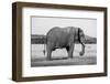 Africa, Kenya, Ol Pejeta Conservancy. Lone bull African elephant-Cindy Miller Hopkins-Framed Photographic Print