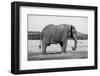 Africa, Kenya, Ol Pejeta Conservancy. Lone bull African elephant-Cindy Miller Hopkins-Framed Photographic Print