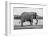 Africa, Kenya, Ol Pejeta Conservancy. Lone bull African elephant-Cindy Miller Hopkins-Framed Photographic Print