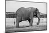 Africa, Kenya, Ol Pejeta Conservancy. Lone bull African elephant-Cindy Miller Hopkins-Mounted Photographic Print
