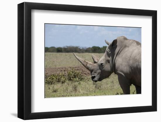 Africa, Kenya, Ol Pejeta Conservancy. One the last 2 critically endangered Northern white rhinos.-Cindy Miller Hopkins-Framed Photographic Print