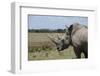 Africa, Kenya, Ol Pejeta Conservancy. One the last 2 critically endangered Northern white rhinos.-Cindy Miller Hopkins-Framed Photographic Print