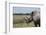 Africa, Kenya, Ol Pejeta Conservancy. One the last 2 critically endangered Northern white rhinos.-Cindy Miller Hopkins-Framed Photographic Print