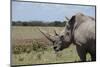 Africa, Kenya, Ol Pejeta Conservancy. One the last 2 critically endangered Northern white rhinos.-Cindy Miller Hopkins-Mounted Photographic Print