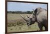 Africa, Kenya, Ol Pejeta Conservancy. One the last 2 critically endangered Northern white rhinos.-Cindy Miller Hopkins-Framed Photographic Print