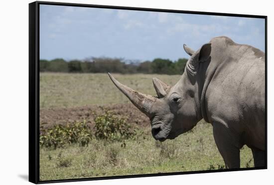 Africa, Kenya, Ol Pejeta Conservancy. One the last 2 critically endangered Northern white rhinos.-Cindy Miller Hopkins-Framed Stretched Canvas