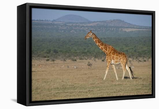 Africa, Kenya, Ol Pejeta Conservancy. Reticulated giraffe Endangered species.-Cindy Miller Hopkins-Framed Stretched Canvas