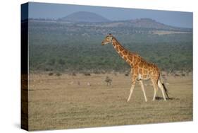 Africa, Kenya, Ol Pejeta Conservancy. Reticulated giraffe Endangered species.-Cindy Miller Hopkins-Stretched Canvas