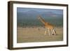 Africa, Kenya, Ol Pejeta Conservancy. Reticulated giraffe Endangered species.-Cindy Miller Hopkins-Framed Photographic Print