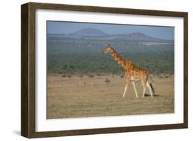 Africa, Kenya, Ol Pejeta Conservancy. Reticulated giraffe Endangered species.-Cindy Miller Hopkins-Framed Photographic Print