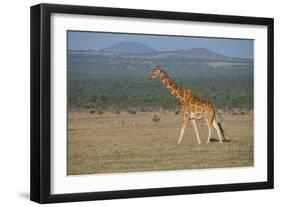 Africa, Kenya, Ol Pejeta Conservancy. Reticulated giraffe Endangered species.-Cindy Miller Hopkins-Framed Photographic Print