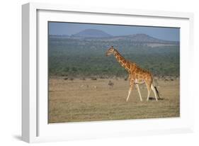 Africa, Kenya, Ol Pejeta Conservancy. Reticulated giraffe Endangered species.-Cindy Miller Hopkins-Framed Photographic Print