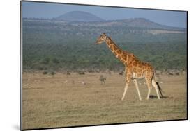 Africa, Kenya, Ol Pejeta Conservancy. Reticulated giraffe Endangered species.-Cindy Miller Hopkins-Mounted Photographic Print
