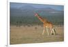 Africa, Kenya, Ol Pejeta Conservancy. Reticulated giraffe Endangered species.-Cindy Miller Hopkins-Framed Photographic Print