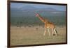 Africa, Kenya, Ol Pejeta Conservancy. Reticulated giraffe Endangered species.-Cindy Miller Hopkins-Framed Photographic Print