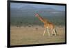 Africa, Kenya, Ol Pejeta Conservancy. Reticulated giraffe Endangered species.-Cindy Miller Hopkins-Framed Photographic Print