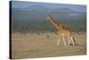 Africa, Kenya, Ol Pejeta Conservancy. Reticulated giraffe Endangered species.-Cindy Miller Hopkins-Stretched Canvas