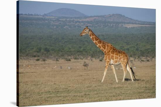 Africa, Kenya, Ol Pejeta Conservancy. Reticulated giraffe Endangered species.-Cindy Miller Hopkins-Stretched Canvas