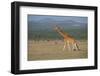 Africa, Kenya, Ol Pejeta Conservancy. Reticulated giraffe Endangered species.-Cindy Miller Hopkins-Framed Photographic Print