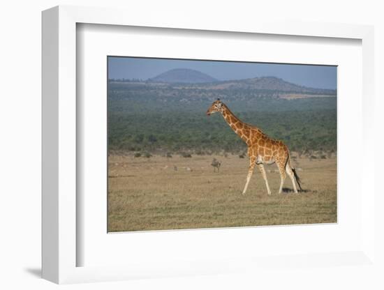 Africa, Kenya, Ol Pejeta Conservancy. Reticulated giraffe Endangered species.-Cindy Miller Hopkins-Framed Photographic Print