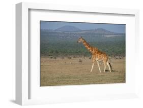 Africa, Kenya, Ol Pejeta Conservancy. Reticulated giraffe Endangered species.-Cindy Miller Hopkins-Framed Photographic Print