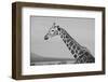 Africa, Kenya, Ol Pejeta Conservancy. Reticulated giraffe Endangered species.-Cindy Miller Hopkins-Framed Photographic Print