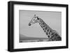 Africa, Kenya, Ol Pejeta Conservancy. Reticulated giraffe Endangered species.-Cindy Miller Hopkins-Framed Photographic Print