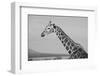 Africa, Kenya, Ol Pejeta Conservancy. Reticulated giraffe Endangered species.-Cindy Miller Hopkins-Framed Photographic Print