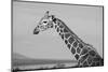 Africa, Kenya, Ol Pejeta Conservancy. Reticulated giraffe Endangered species.-Cindy Miller Hopkins-Mounted Photographic Print